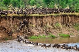 crossing the Mara.jfif