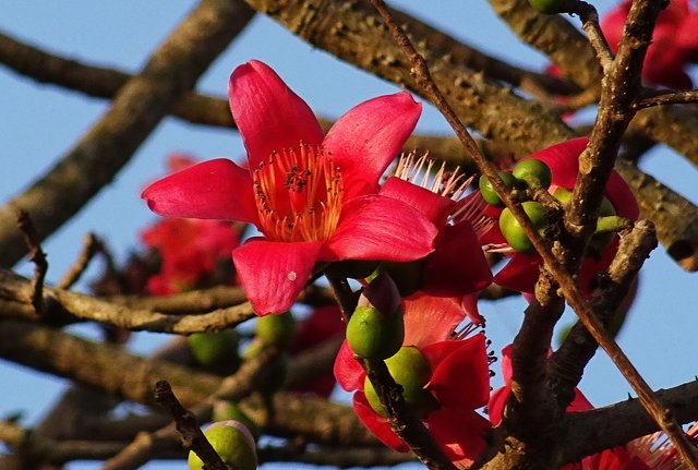 flower-2079618_1920.jpg