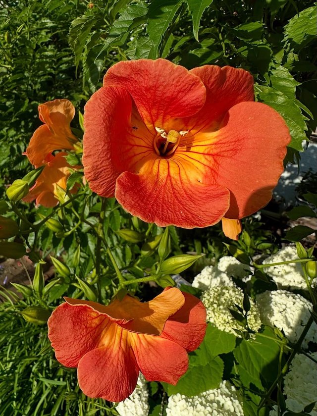 IMG_20250618_082912.jpg