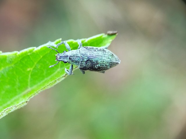 Borer Beetles (8).jpg