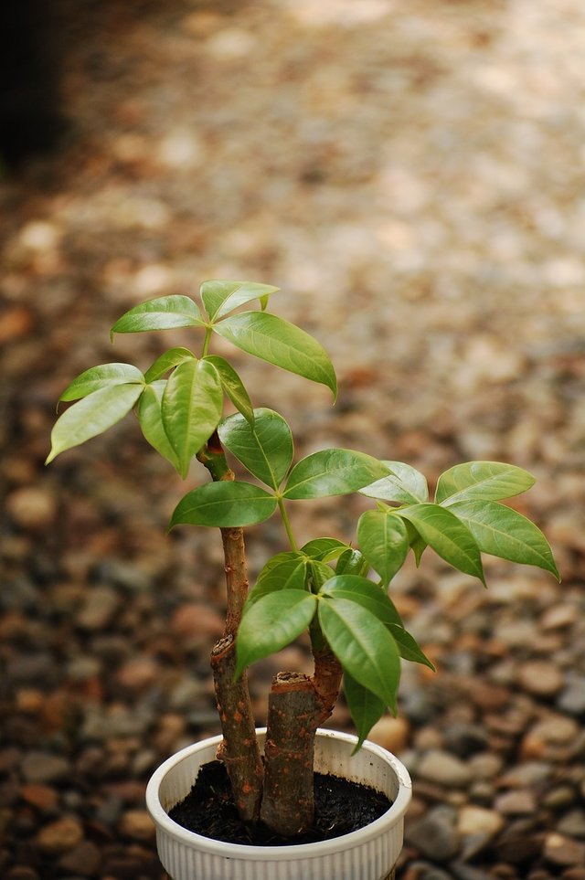 money-tree-5274265_1280.jpg