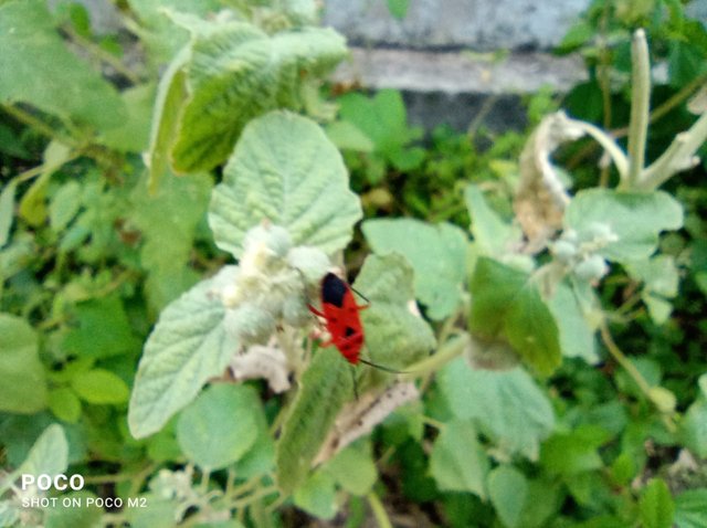 IMG-20250604-WA0000.