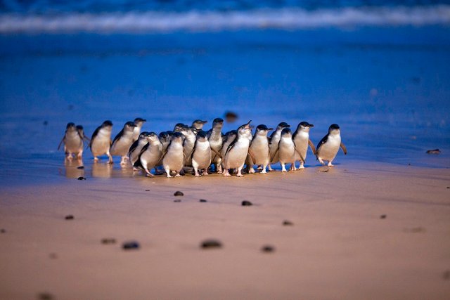 20160421_penguins.jpg