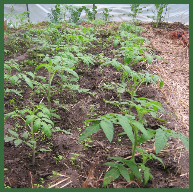 crop of tomatoes.JPG