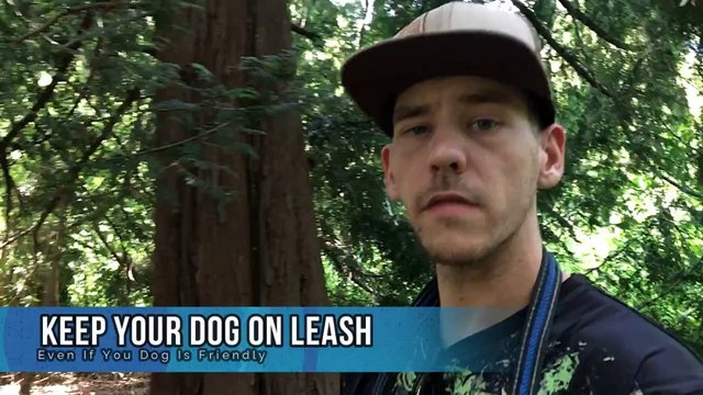 Leash You Dogs