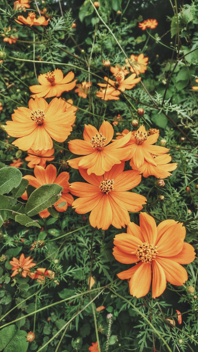 Wonderful Orange Flower.jpg