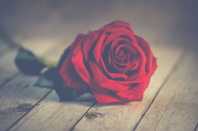 rose-3061486_1280.jpg