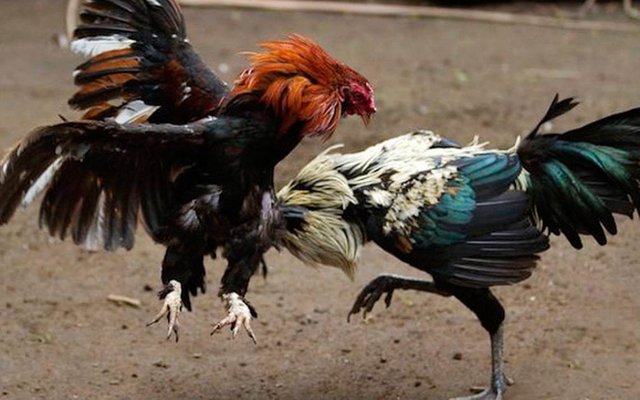 pelea-gallos.jpg
