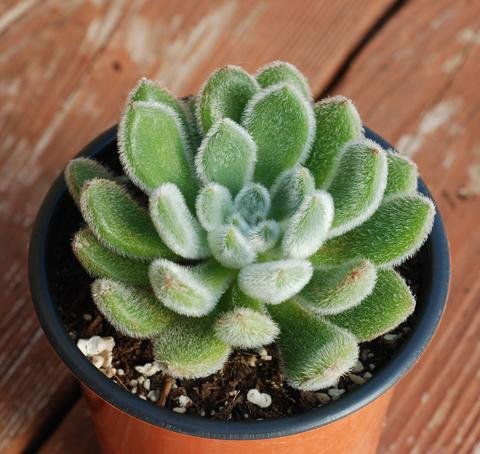 Echeveria_setosa_2_large.jpg