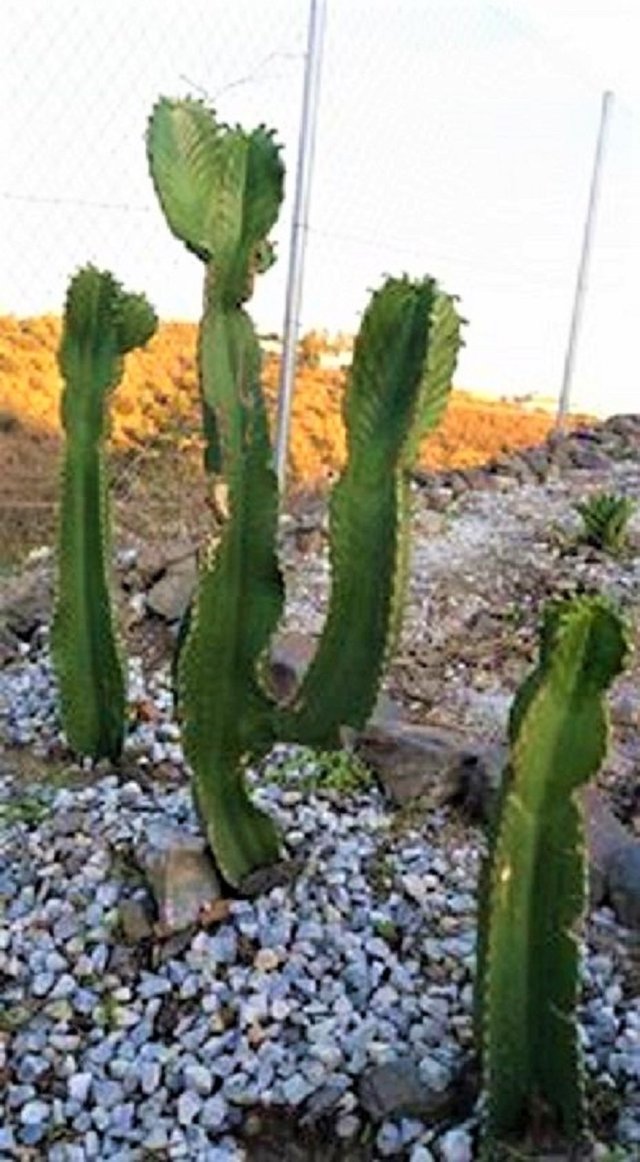 dumped cactus.jpg
