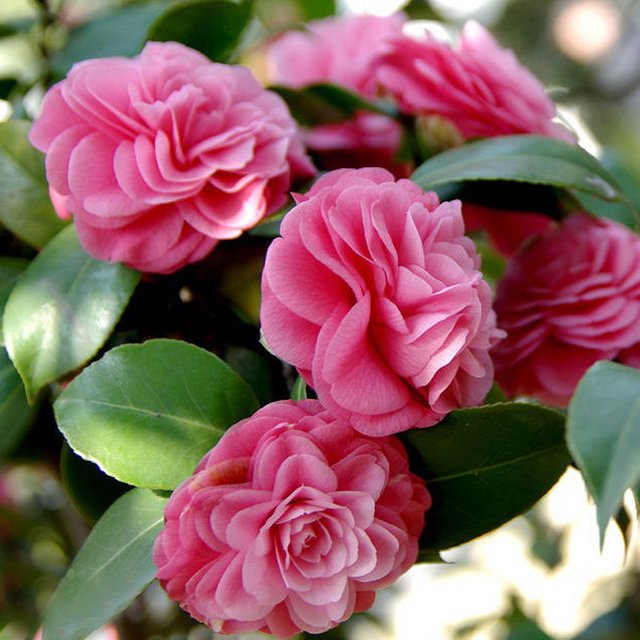 Camellia.jpg