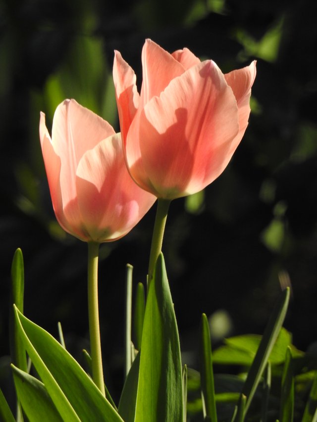 DSCN1137.JPG