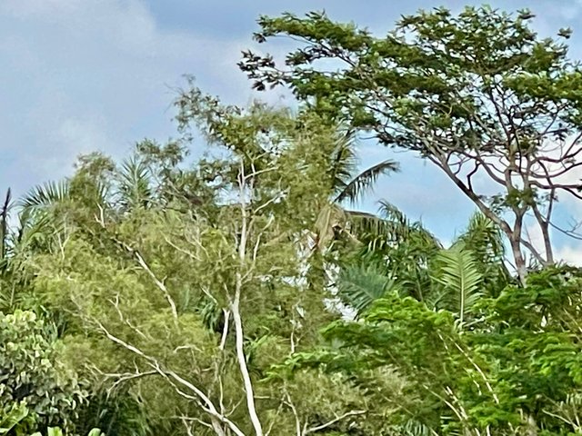 IMG_9754.jpeg