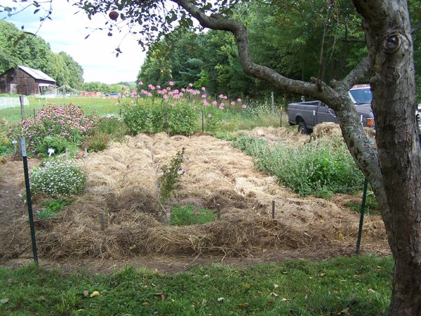 Big garden - 1-3 mulched crop August 2019.jpg