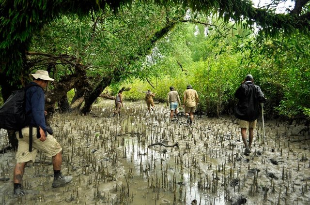 sundarban.jpg