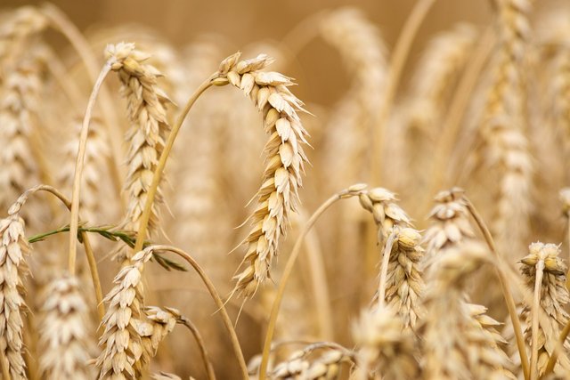 wheat-6536039_1280.jpg