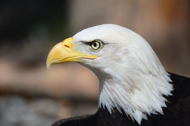 bald-eagle-140793__480.jpg