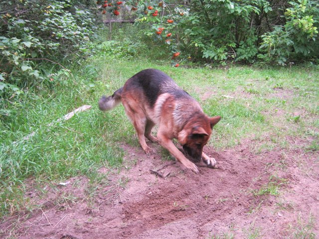 Bruno digging with stick.JPG