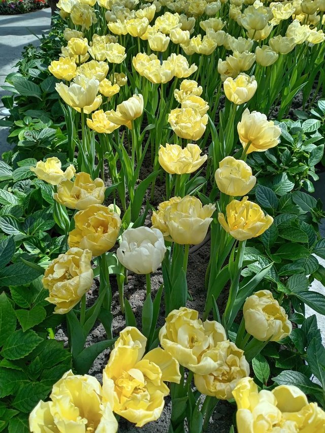 Tulips2.jpg