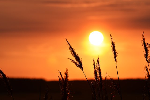 sunset grass tracks.jpg