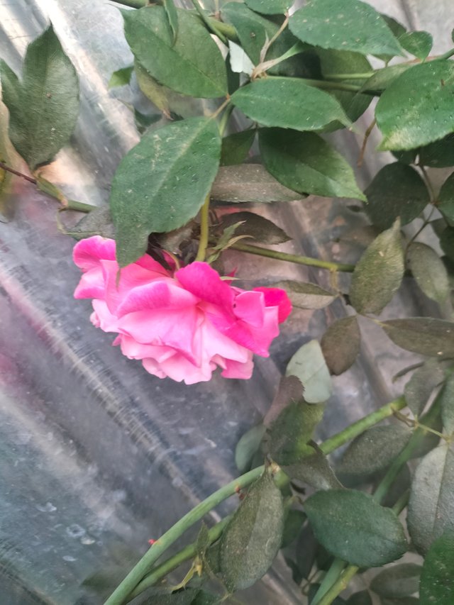 IMG20241229074300.jpg