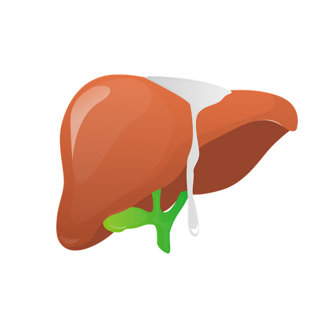 liver-6694036_1280.png