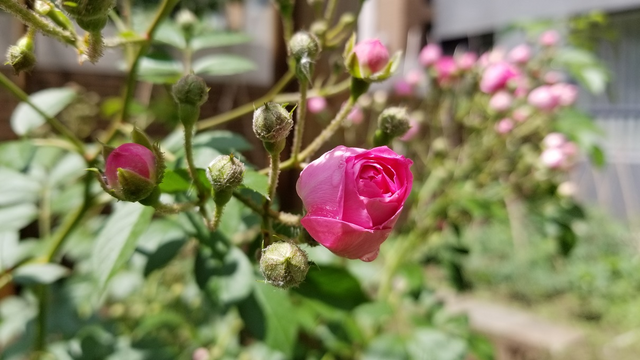 雨前雨后蔷薇花 Rosa Multiflora Steemit