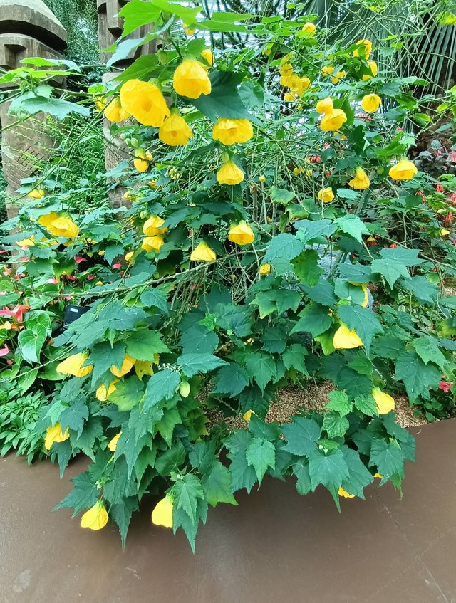 abutilon x hybridum 2.jpg