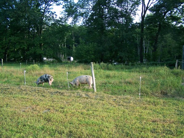 Piggies - in pasture crop Sept. 2018.jpg
