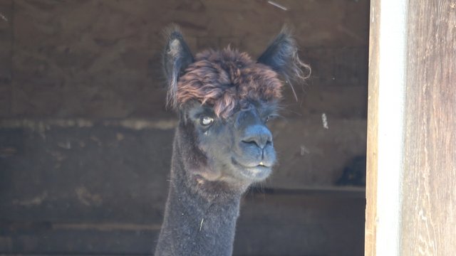 alpaca.JPG