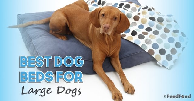 best-dog-beds-for-large-dogs-Featured-image-1.jpg