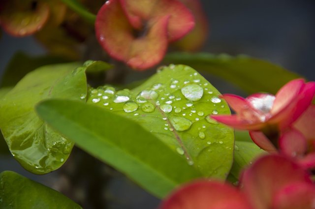 flower-with-leaf-4461056_1280.jpg