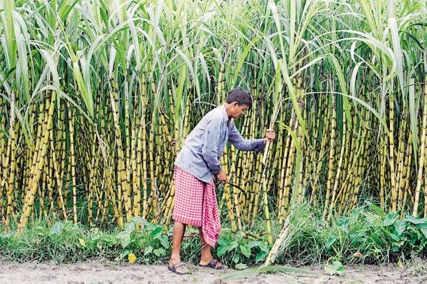 sugarcane-kLPG--621x414@LiveMint.jpg