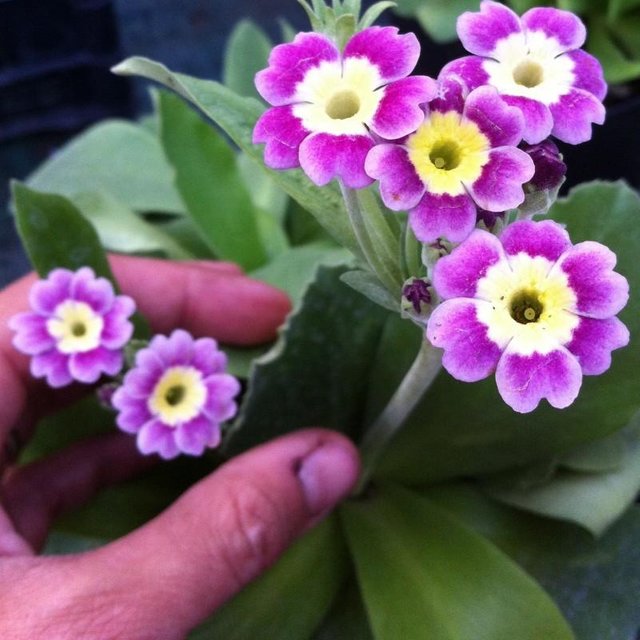 primula-x-pubescens.jpg