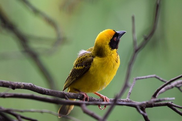 weaver-5189346_640.jpg