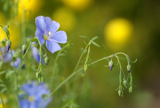 blue-flax-4897655_1920.jpg