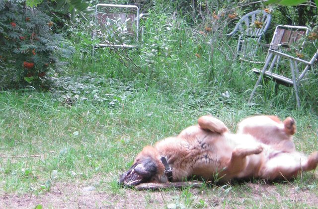 Bruno rolling in the sand.JPG