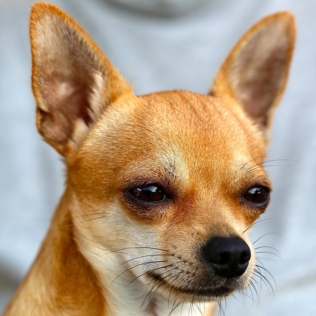 chihuahua-453063_1920.jpg