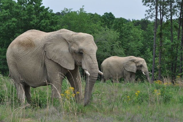 2-Elephant-Sanctuary--African-elephants--Sukari-and-Tange_54_990x660.jpg