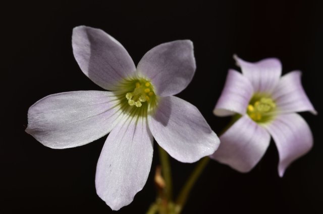 Oxalis Triangularis 3.jpg