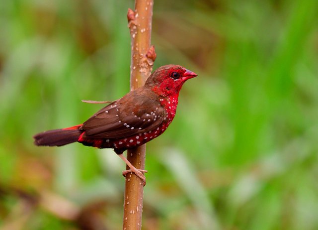 Pair of strawberry finch (6).jpg