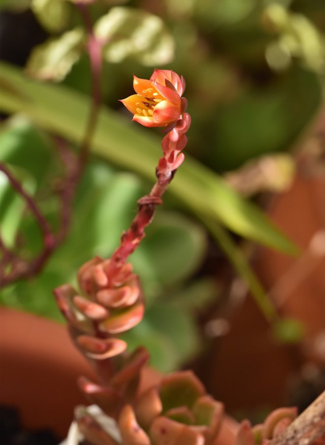 Echeveria mini no ID flowers macro 6.jpg