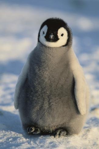 dlillc-baby-emperor-penguin_a-G-13448178-14258384.jpg