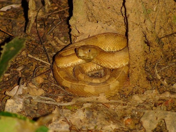 Parque-Nacional-El-Guácharo9.jpg