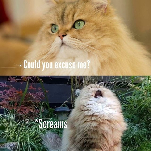 screaming cat.jpg