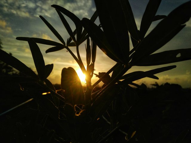 IMG20180907181304-01.jpeg