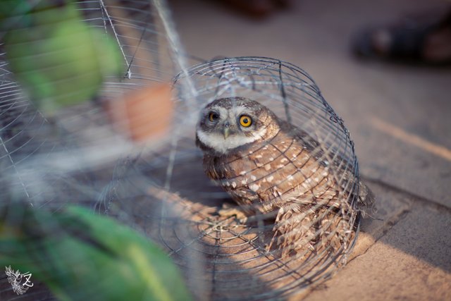 varanasi-owl-1.jpg