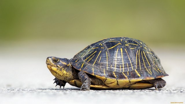 turtle-12.jpg
