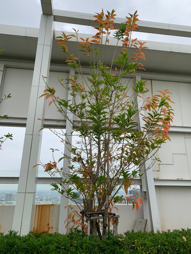 garden103.jpg