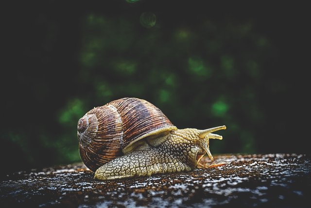 snail-3705324_1920.jpg